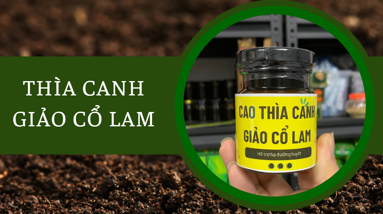 Cao thìa canh giảo cổ lam