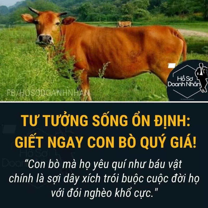 TƯ TƯỞNG SỐNG ỔN ĐỊNH: GIẾT NGAY CON BÒ QUÝ GIÁ!